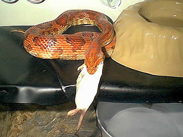 Pet Corn snake eating a mouse