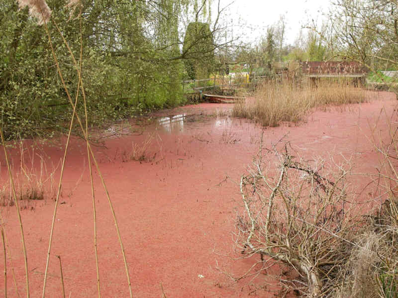 Pink weed on the Stroudwater Canal at Framilode